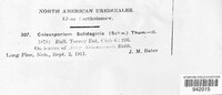 Coleosporium asterum image